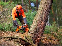 Best Lawn Drainage Solutions  in Pleasure Point, CA