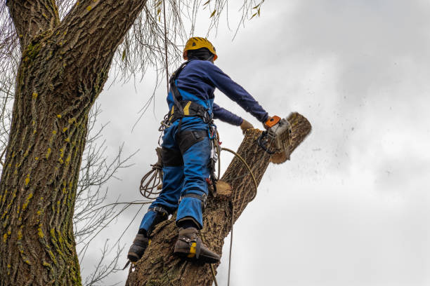 Best Hazardous Tree Removal  in Pleasure Point, CA